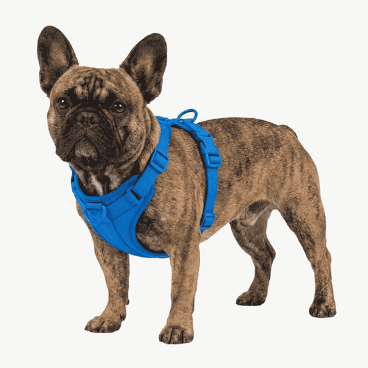 Frenchie Harness