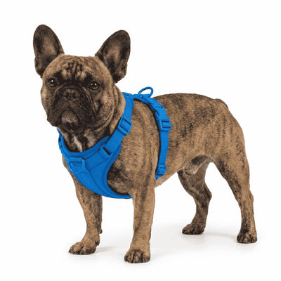 Frenchie Harness